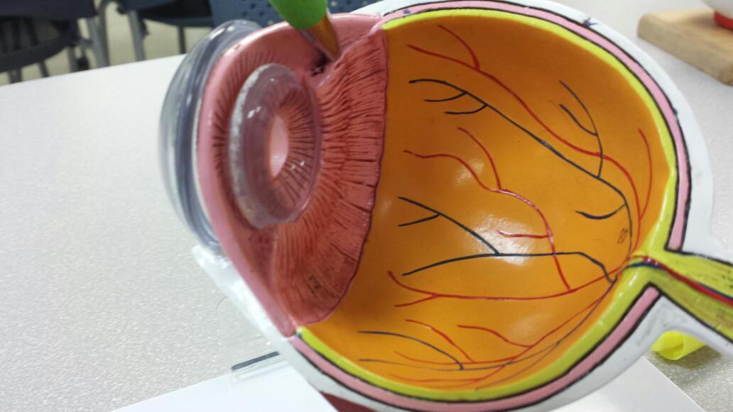 Can I be an eye model?