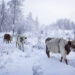 How do they keep houses warm in Siberia?