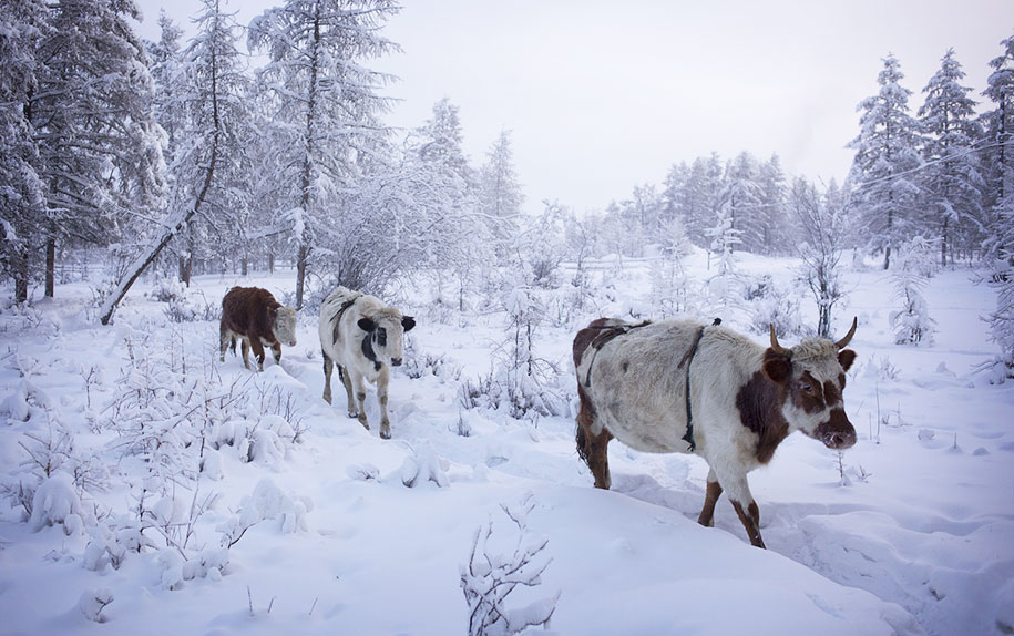 How do they keep houses warm in Siberia?