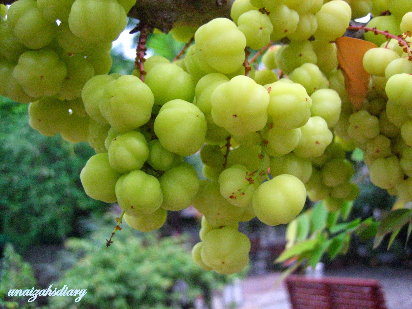 How long does it take for star gooseberry to fruit?