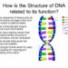 What are the 3 functions of DNA?