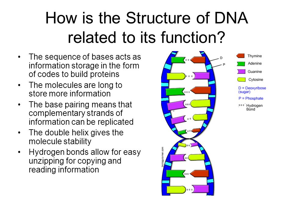 What are the 3 functions of DNA?