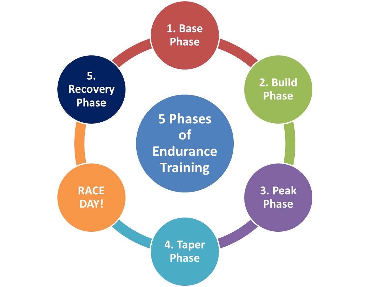 What are the 5 phases of training?