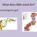 What does DNA model mean?