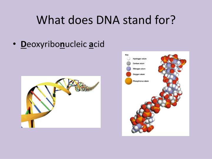 What does DNA model mean?