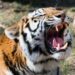What does Tiger Liana smell like?