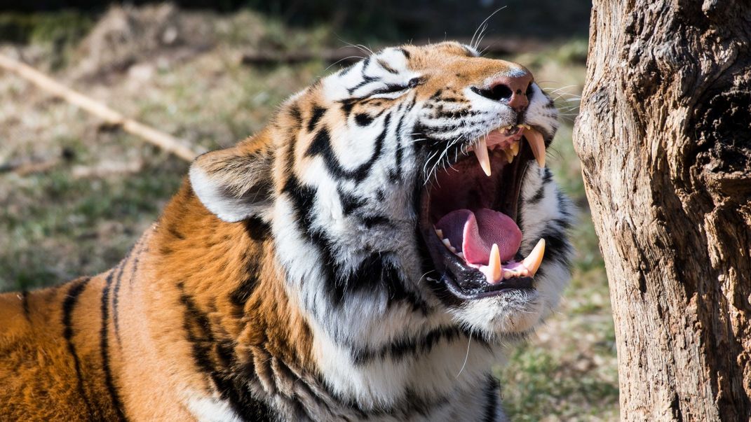 What does Tiger Liana smell like?