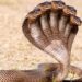 What is the most venomous snake in the world?