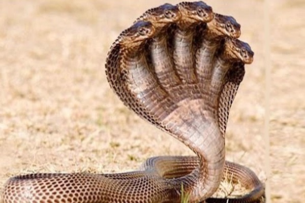 What is the most venomous snake in the world?