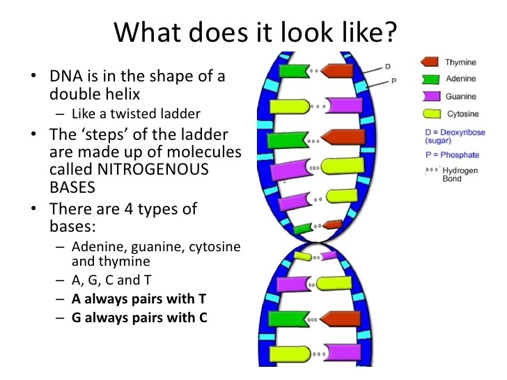 What is the shape of DNA called?