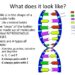 What is the shape of DNA called?