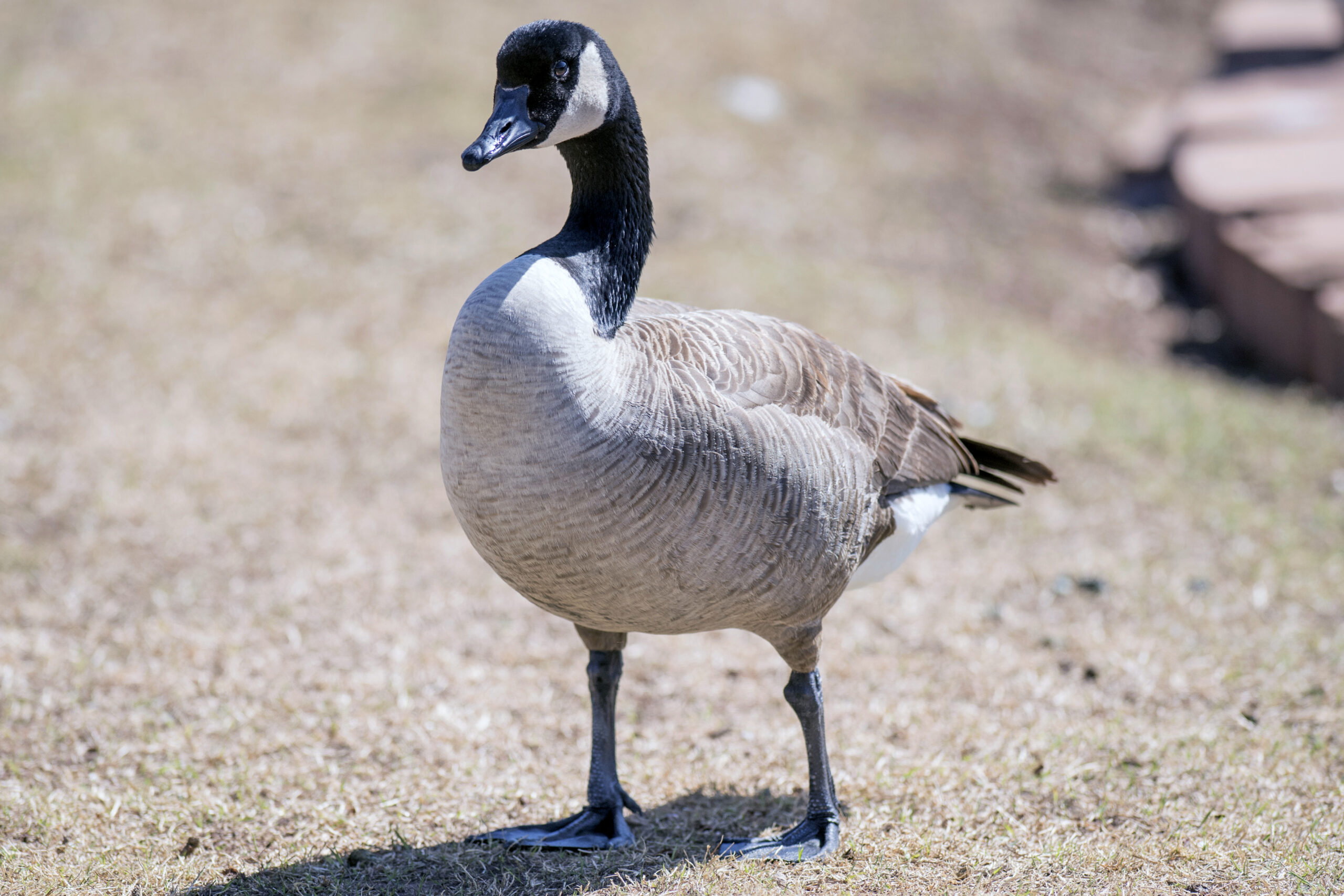 What’s so special about Canada Goose?