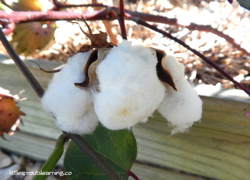 Where does Zara get their cotton from?
