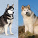 Which is better husky or malamute?