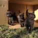 Why do they call it a catwalk?