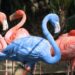 Are flamingos blue?