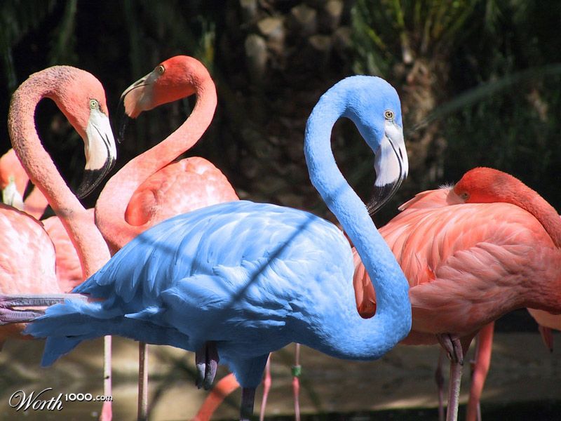 Are flamingos blue?