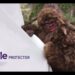 Can your mattress stand up to Sasquatch?