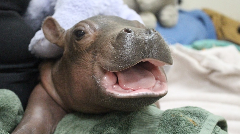 Does Fiona have baby?