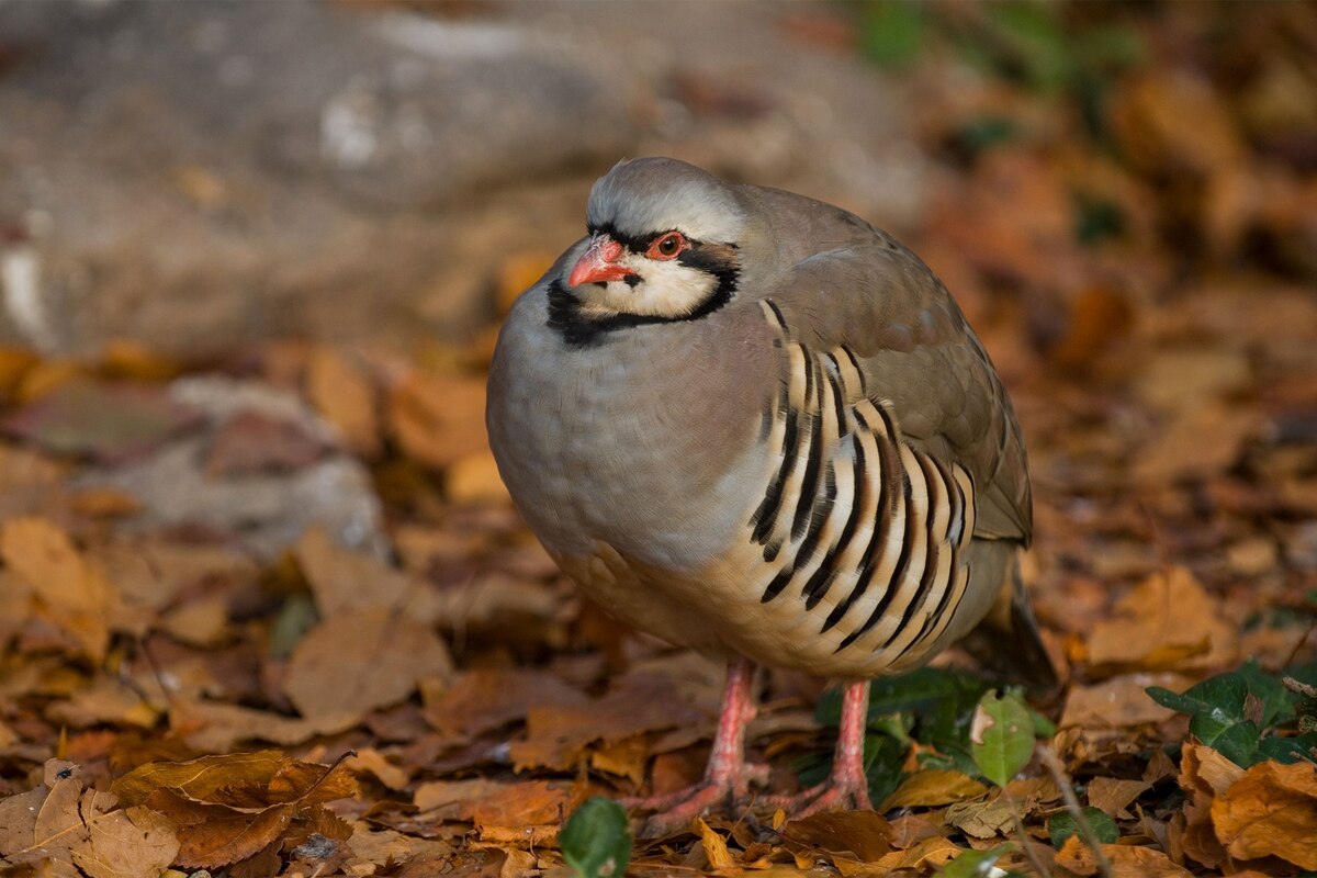 Does a partridge live in a pear tree?