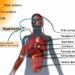 How do heat waves affect humans?