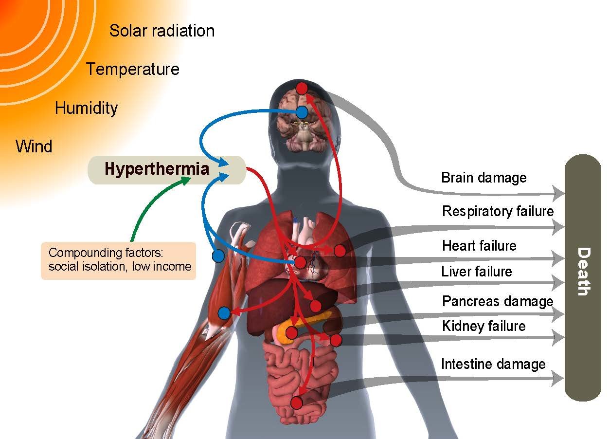 How do heat waves affect humans?