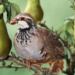 How many Partridges are in a pear tree?