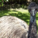 Is LiMu the EMU a real EMU?