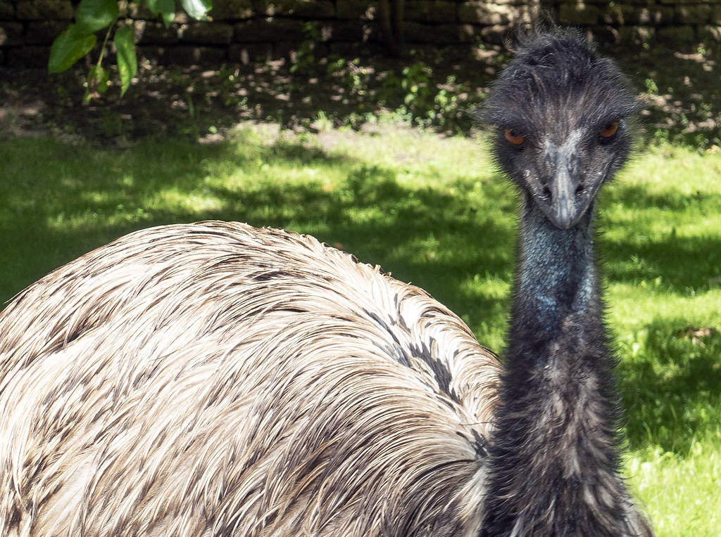 Is LiMu the EMU a real EMU?