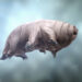 Is Muncher a Tardigrade?