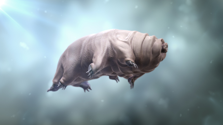 Is Muncher a Tardigrade?