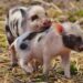 What did the little piggies do?