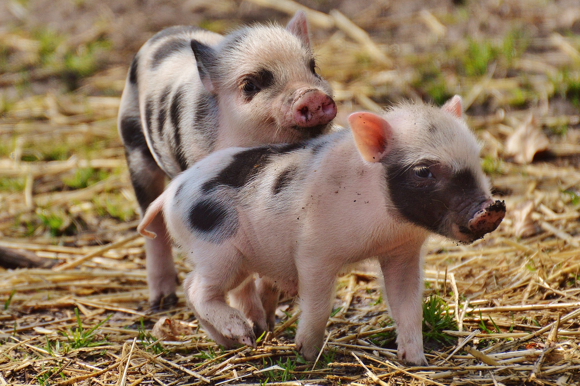 What did the little piggies do?