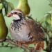 What does partridge in a pear tree mean?