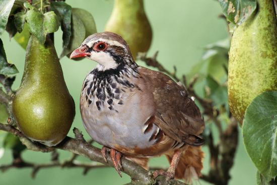 What does partridge in a pear tree mean?