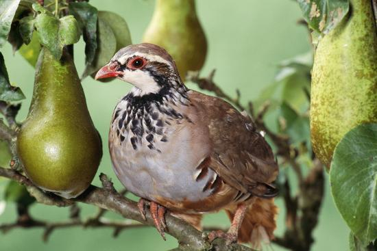 What does partridge in a pear tree symbolize?