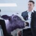 Who is the actor with the purple cow?