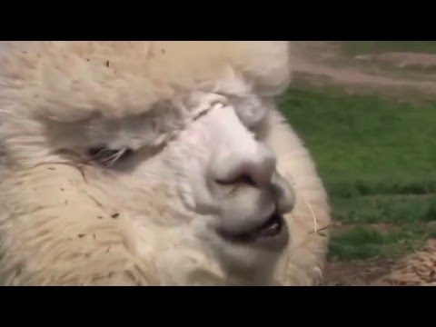 Who plays the alpaca in Sing?